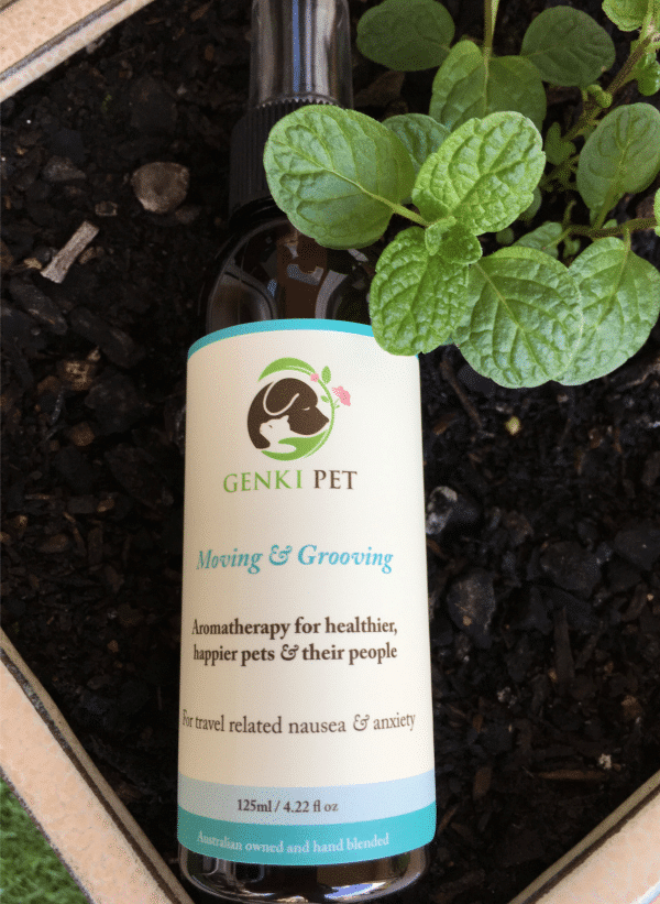 Moving @ Grooving Genki Pet Aromatherapy spritz for pets and their people in pot with mint herb