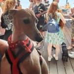 Bart the italian greyhound at event calm and relaxed with stillness & calm spray