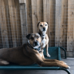 two dogs lying in bed stillness & calm genki pet for anxiety and hyperactivity rescue dogs