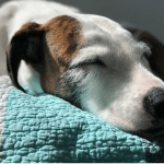 luna dog sleeping on blanket calm relaxed