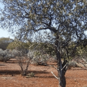 genki pet for healthier happier pets and their people west australian sandalwood tree