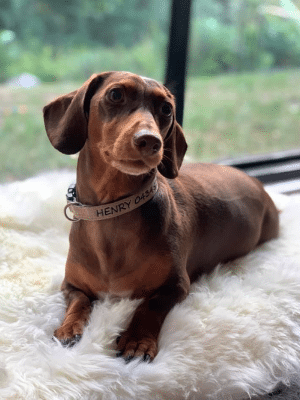 Cute dog Dachshund IVDD surgery crate rest calmly relieving separation anxiety with Stillness & Calm Success with Genki Pet