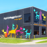 Doggy daycare south melbourne anxious hyperactive calming