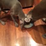 Two dogs Weimaraner playing with same toy on the floor