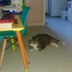 for healthier happier pets and their people cat lying on kitchen floor confidently and relaxed