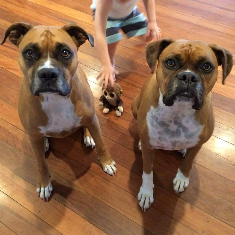 healthier happier pets and their people two boxers calm looking at camera Flanagan Boxers