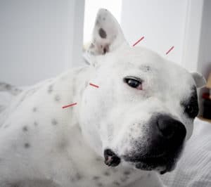 Genki Pet Healthier happier pets and their people Benefits of veterinary acupuncture Balanced Dogs