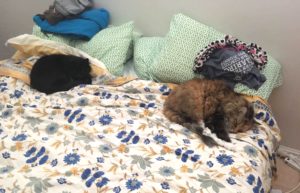Healthier Happier Pets and their people Two cats asleep on floral bedspread with pillows behind