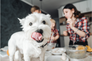 Cute white fluffy dog licking his lips at dinner table