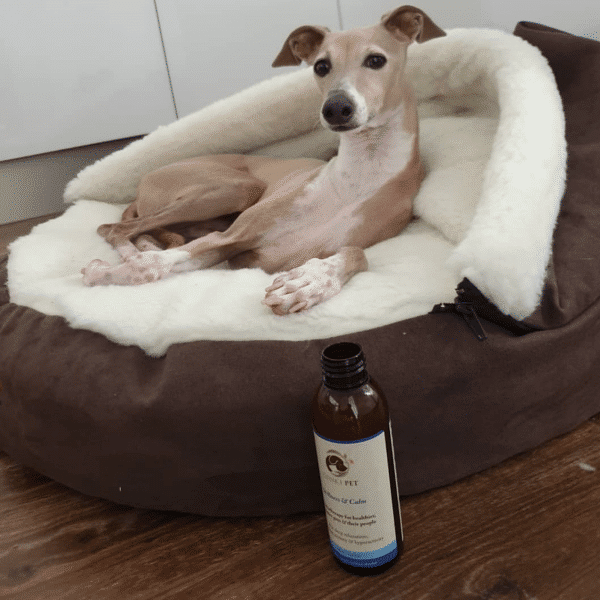 Bart the Italian Greyhound relaxing and calm on his bed with Genki Pet Aromatherapy spritz Stillness & Calm