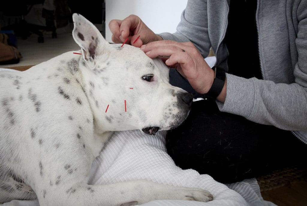 healthier happier pets and their people naturally Dog Acupuncture by Jelena at Balanced Dogs