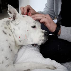 healthier happier pets and their people naturally Dog Acupuncture by Jelena at Balanced Dogs