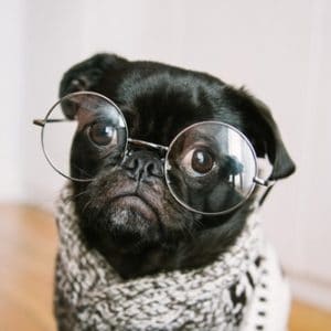 pug in glasses pets and kinesiology