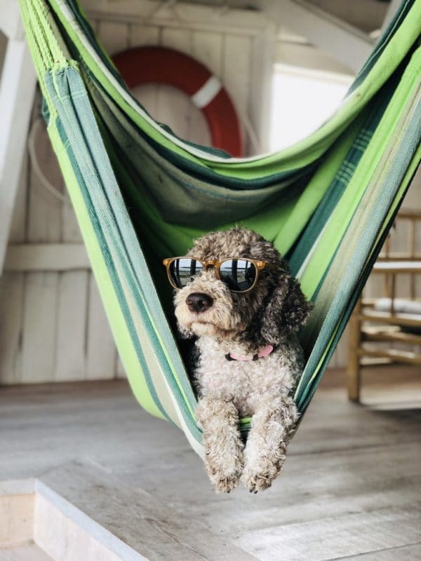 dog relaxing with sunnies on in hammock on holidays Genki Pet Pet Friendly Travel Bundle