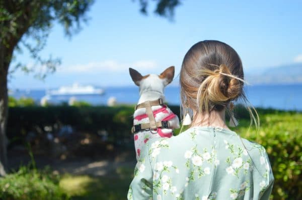 Travelling with pets on Australia's east coast Genki Pet Natural Alternatives for pet health