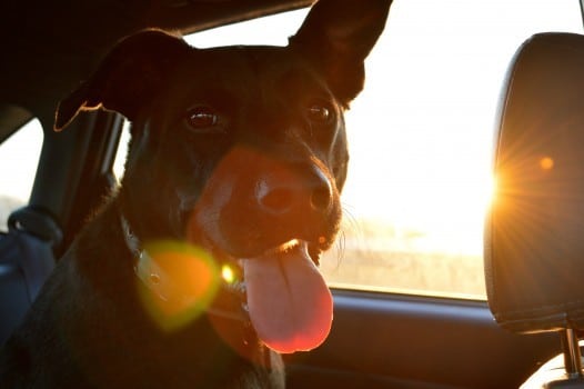 Happy Dog In Car Interior sunshine tongue out